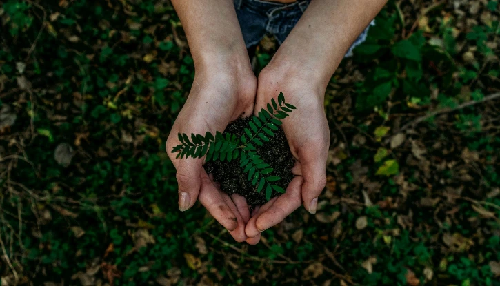 hands holding a new plant